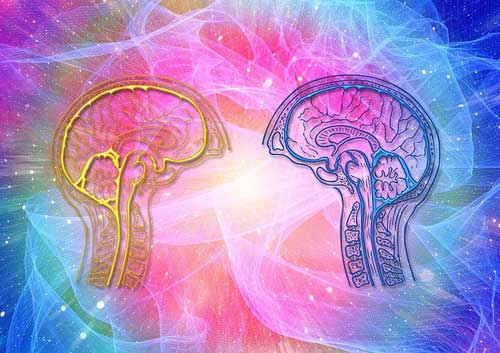Illustration of two human brains
